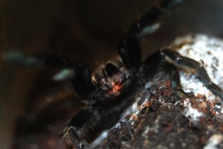 Ornithoctonus aureotibialis