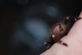 Nahandu chromatus