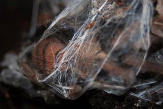 Chilobrachys fimbriatus Chilobrachys fimbriatus