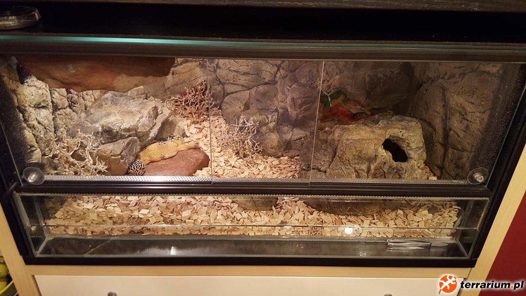 Terrarium Stepowe - Eublepharis Macularius #02