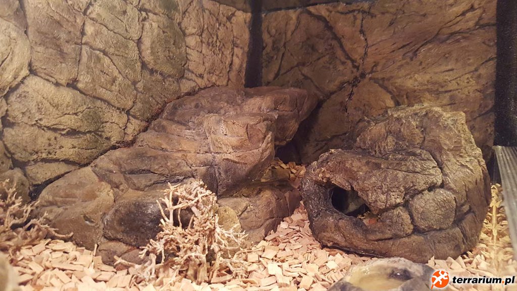 Terrarium Stepowe - Eublepharis Macularius #01