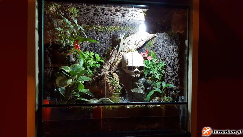 Terrarium Wilgotne - Acanthosaura Capigera #01