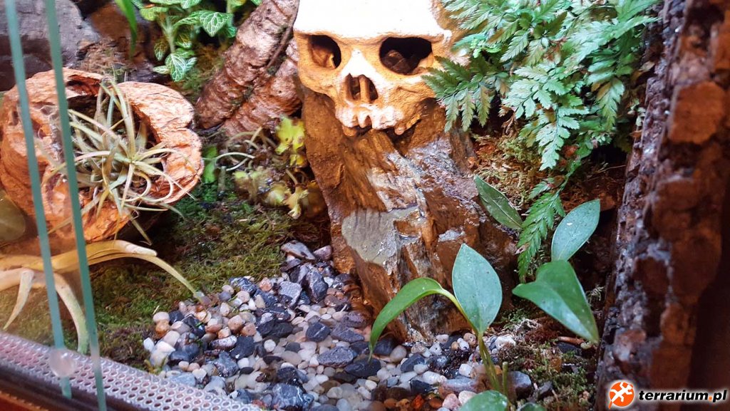Terrarium Wilgotne - Acanthosaura Capigera #04