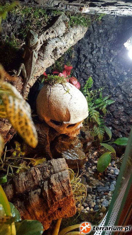 Terrarium Wilgotne - Acanthosaura Capigera #03