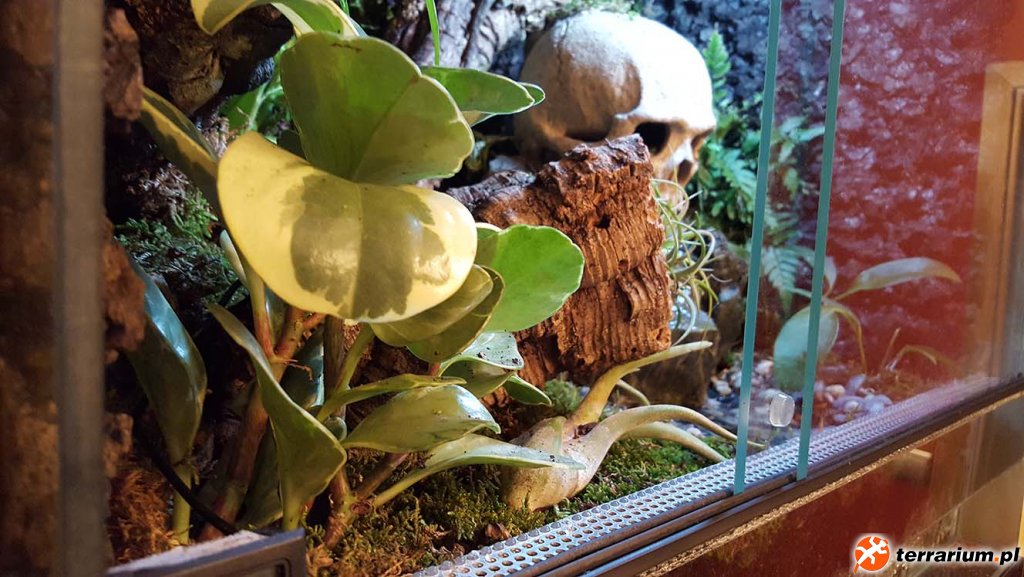 Terrarium Wilgotne - Acanthosaura Capigera #06