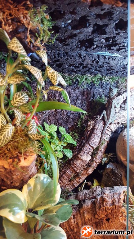 Terrarium Wilgotne - Acanthosaura Capigera #05