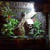 Terrarium Wilgotne - Acanthosaura Capigera #01