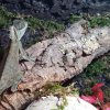 Terrarium Wilgotne - Acanthosaura Capigera #07