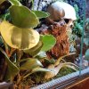 Terrarium Wilgotne - Acanthosaura Capigera #06