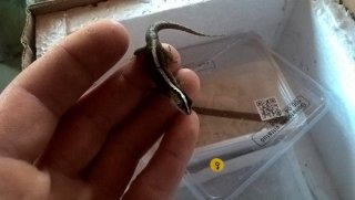 Gonatodes vittatus Gonatodes vittatus