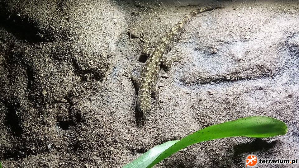 Gonatodes albogularis fuscus