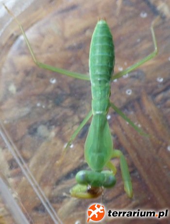 Rhombodera basalis L5