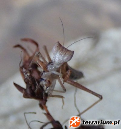 Yersiniops L5