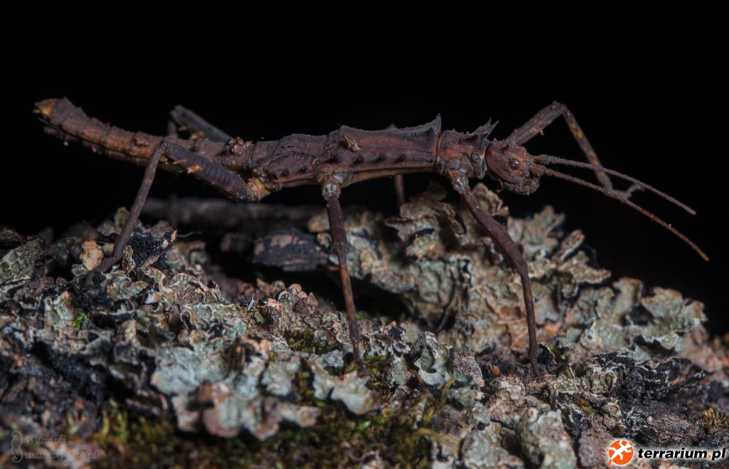 Tisamenus serratorius samiec