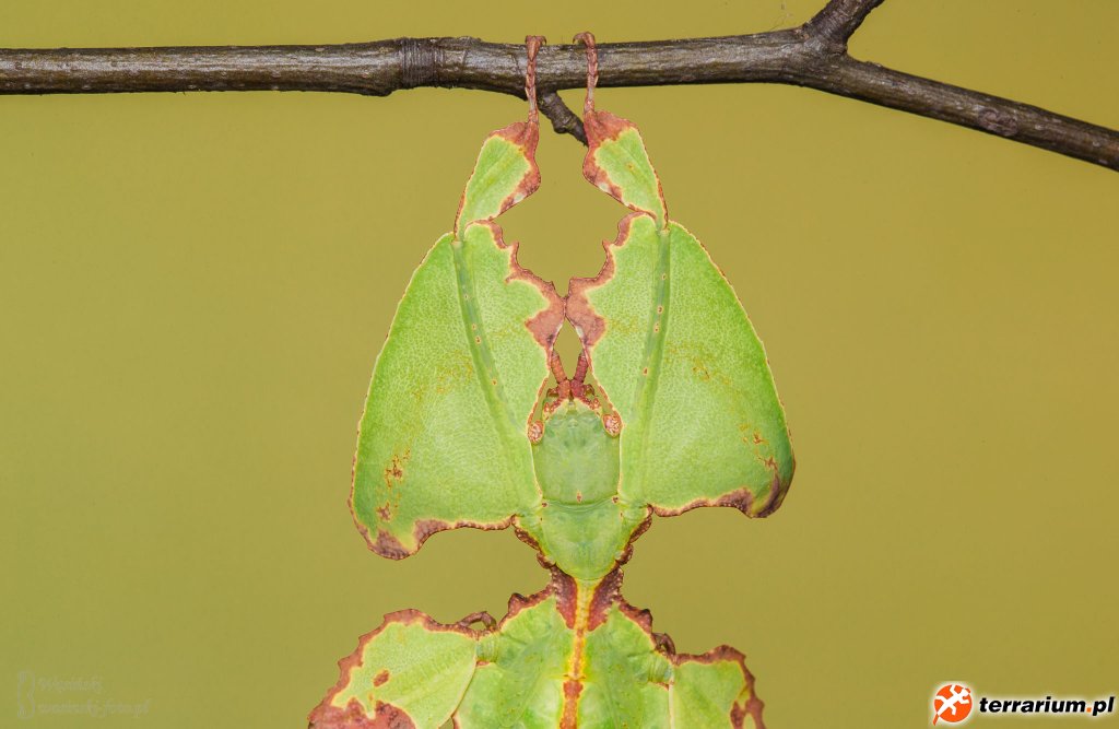 Liściec olbrzymi (Phyllium giganteum)