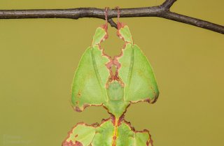 Liściec olbrzymi (Phyllium giganteum)