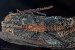 Tisamenus serratorius para