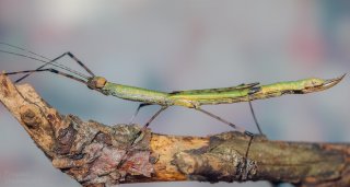 Hemiplasta falcata samica