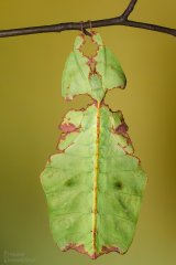 Liściec olbrzymi (Phyllium giganteum)