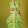 Liściec olbrzymi (Phyllium giganteum)