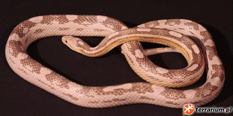 pastel motley