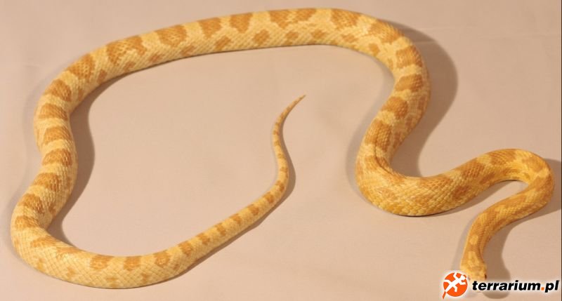 butter