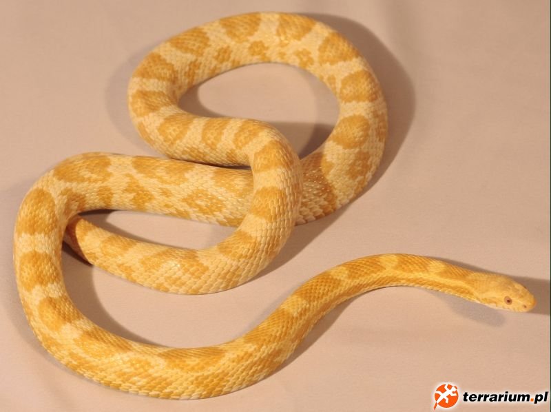 butter