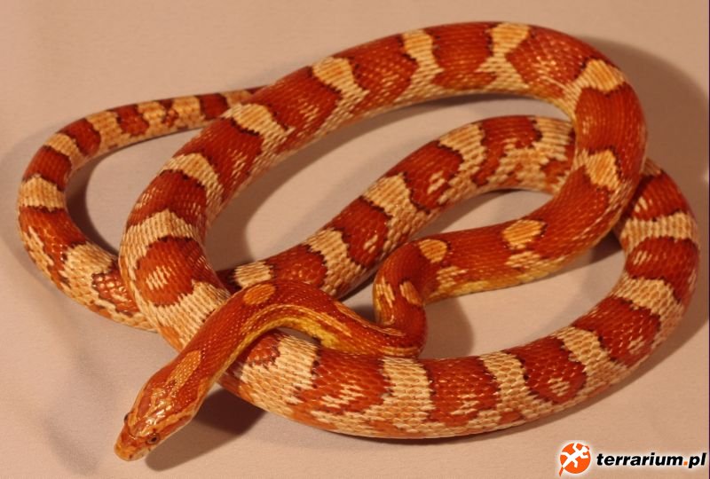 crimson