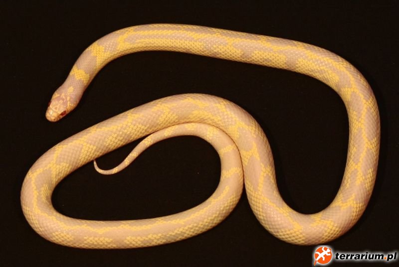 l.g.c. albino