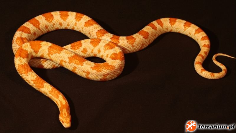 candy cane
