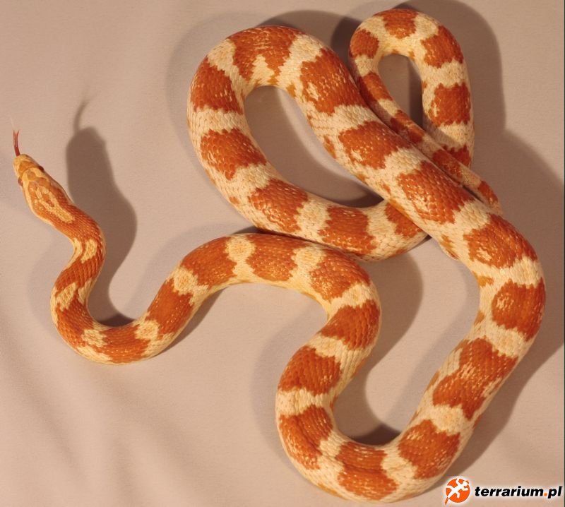 candy cane