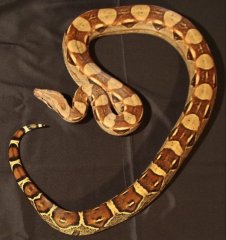 constrictor constrictor