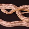 pastel motley