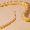 butter