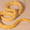 butter