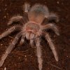 Lasiodora parahybana L8