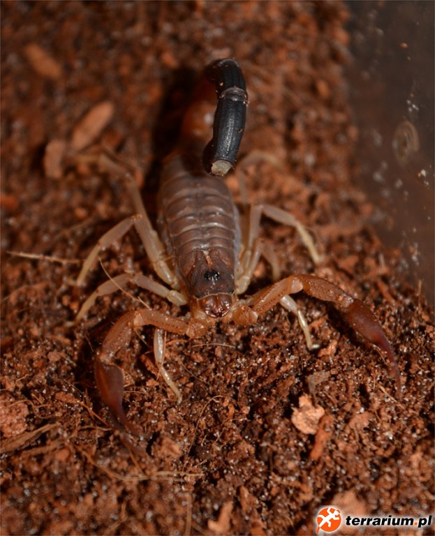 Grosphus flavopiceus