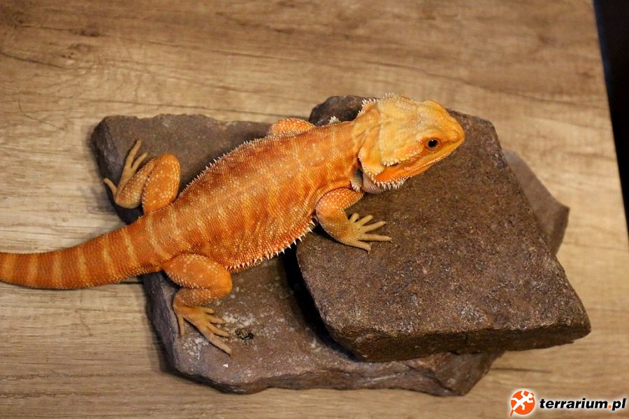 agamek1