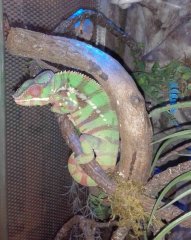 Kameleon lamparci (furcifer pardalis)