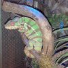 Kameleon lamparci (furcifer pardalis)