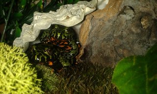 Rukia i Jintan Rukia i Jintan