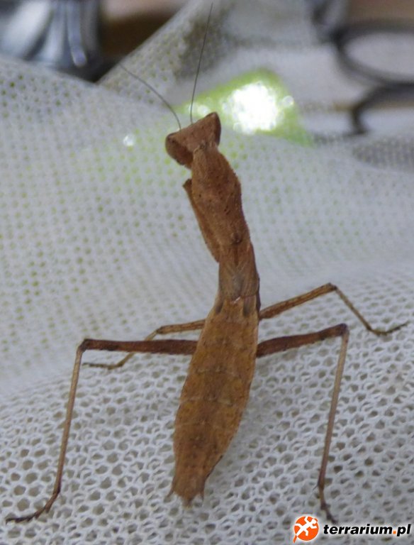 Yersiniops