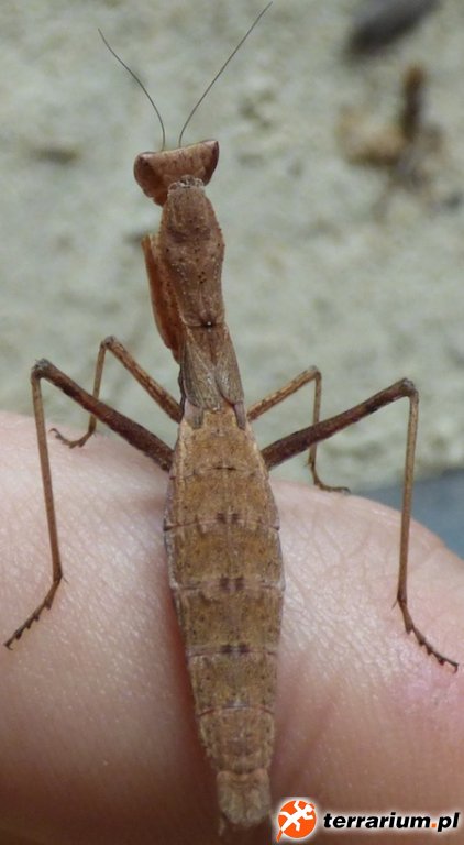 Yersiniops