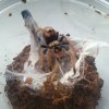 Chromatopelma cyaneopubescens l4