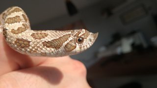 Heterodon Nasicus Heterodon Nasicus