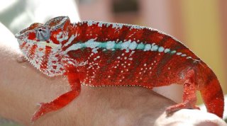 Tamatave samiec Tamatave samiec