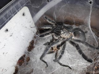 namaquensis 5 namaquensis 5