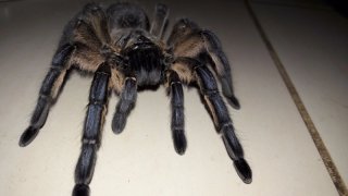 8314903 Harpa2 8314903 Harpa2