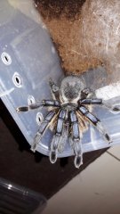 8314902 Harpa1 8314902 Harpa1