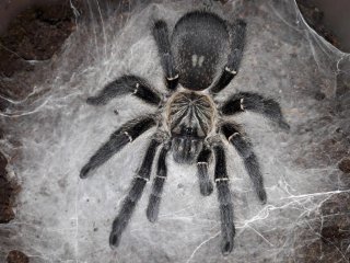 namaquensis 4 namaquensis 4